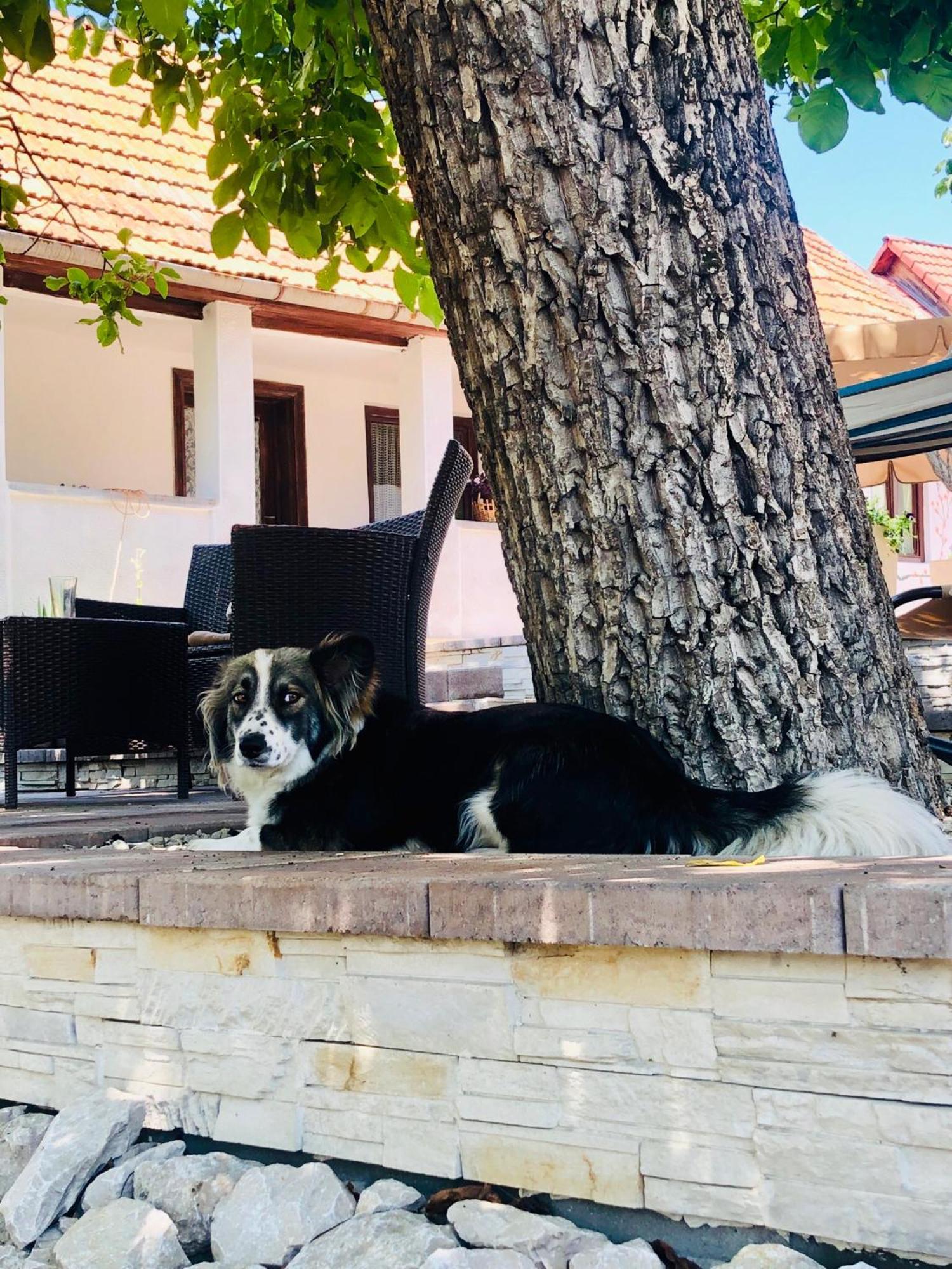 Agropensiunea Colev Stremt Exterior foto